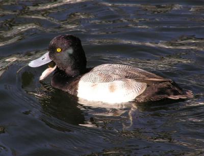 lesser scaup male and snail 3.jpg