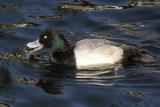 lesser scaup male and snail 4.jpg