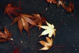 20th October 2004 - dreary, dull, damp...