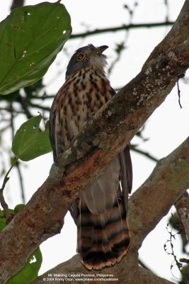 Philippine Hawk-Cuckoo 
(a Philippine endemic, sub-adult) 

Scientific name - Cuculus pectoralis 

Habitat - Uncommon in all forest levels. 

[Focal length = 1120 mm with 2.8x TC, aperture = f/23]