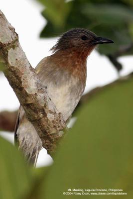 Philippine Bulbul 
(a Philippine endemic) 

Scientific name - Hypsipetes philippinus 

Habitat - Common in forest edge and advanced second growth forest. 

[Focal length = 560 mm with 1.4x TC, aperture = f/8]
