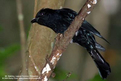 Philippine Drongo-cuckoo 
(a Philippine endemic) 

Scientific name - Surniculus velutinus chalybaeus 

Habitat - Fairly common in lowland forest. 

[Focal length = 560 mm with 1.4x TC, aperture = f/5.6]