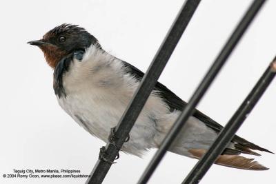 Barn Swallow 

Scientific name - Hirundo rustica 

Habitat - Coast to above the forest in high mountains. 
