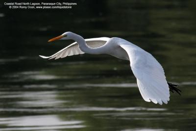 Great Egret 

Scientific name - Egretta alba modesta 

Habitat - Uncommon in a variety of wetlands from coastal marshes to ricefields. 

