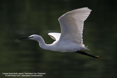 Little Egret 

Scientific name: Egretta Garzetta 

Habitat: Common in coastal marsh and tidal flats to ricefields. 

