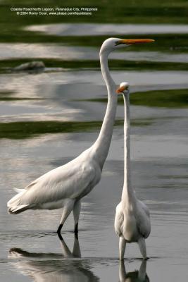 Great Egret 

Scientific name - Egretta alba modesta 

Habitat - Uncommon in a variety of wetlands from coastal marshes to ricefields. 

