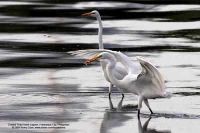 Great Egret 

Scientific name - Egretta alba modesta 

Habitat - Uncommon in a variety of wetlands from coastal marshes to ricefields. 

