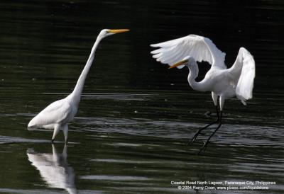 Great Egret 

Scientific name - Egretta alba modesta 

Habitat - Uncommon in a variety of wetlands from coastal marshes to ricefields. 

