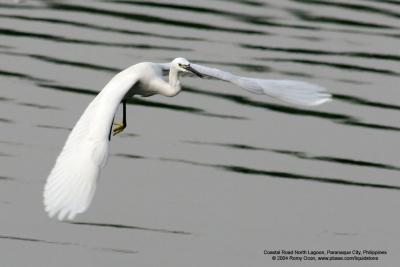 Little Egret 

Scientific name: Egretta Garzetta 

Habitat: Common in coastal marsh and tidal flats to ricefields. 


