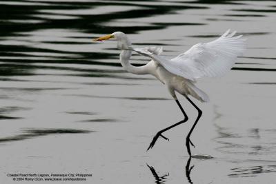 Great Egret 

Scientific name - Egretta alba modesta 

Habitat - Uncommon in a variety of wetlands from coastal marshes to ricefields. 

