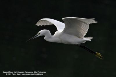 Little Egret 

Scientific name: Egretta Garzetta 

Habitat: Common in coastal marsh and tidal flats to ricefields. 

