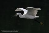 Little Egret
Scientific name: Egretta Garzetta
Habitat: Common in coastal marsh and tidal flats to ricefields.
