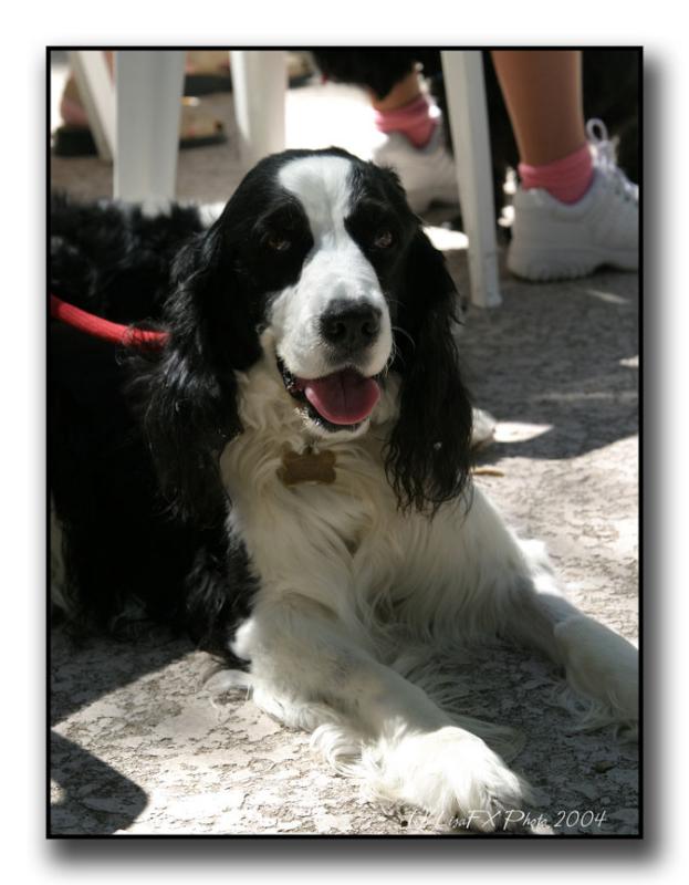 20-Spaniel.jpg