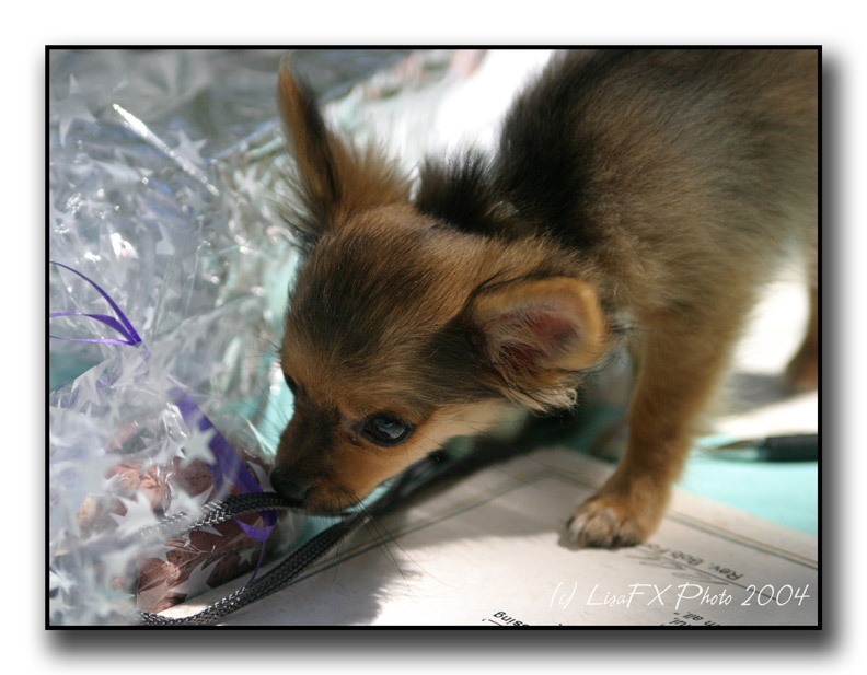 49-Curious-Pup.jpg
