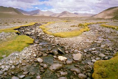 u6/lisdale/medium/37561773.03IND_1_21aZaraChangtangPlateauLadakh2.jpg