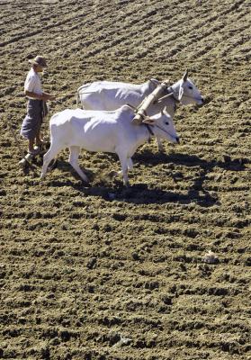 Ploughing - as in days of old