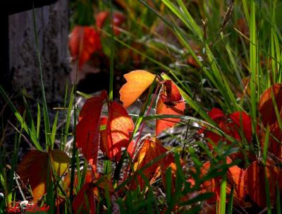 Fall 099a.jpg