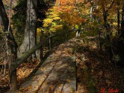 Fall 045a.jpg