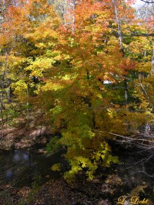 Fall 055a.jpg