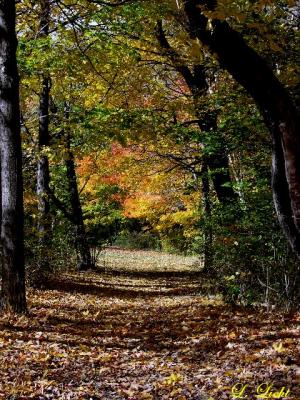 Fall 076a.jpg