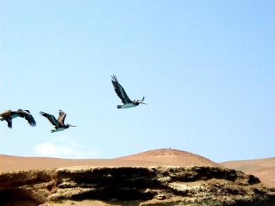 Flying Pelicans