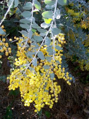 Acacia Yellow Flowers