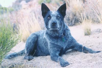 Pele in Bishop, CA