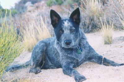 another pic of Pele in Bishop, CA