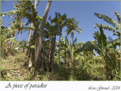 Piece of Paradise - December 20-04