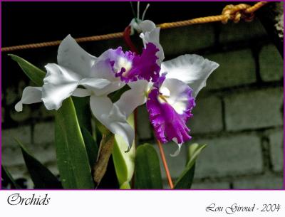 Orchids - December 23-04