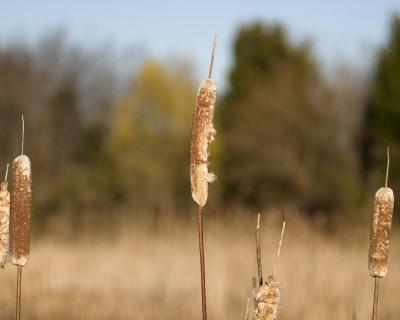 u6/lschnatt/medium/37617389.CatTails.jpg
