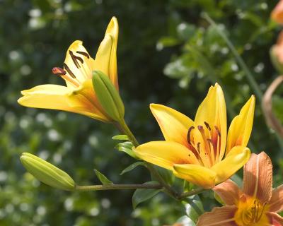 Lillies