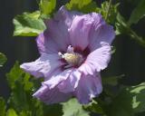 Rose of Sharon