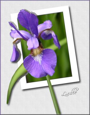 My purple iris