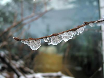 Early spring1