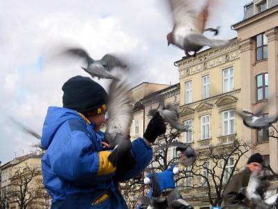 Pigeons' attack