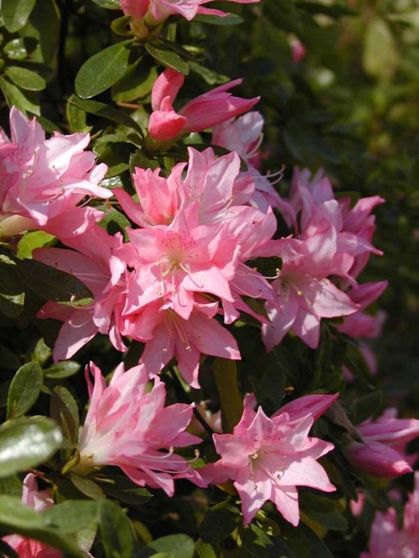 Pink azeleas