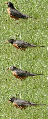 Robin feeding on a juicy worm