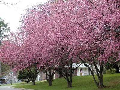 Neighbor's Cherry Trees