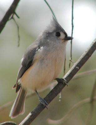 Tufted Titmouse (cropped)