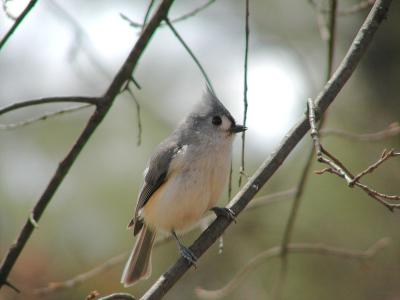 Tufted Titmouse