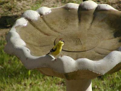 Goldfinch at bird bath