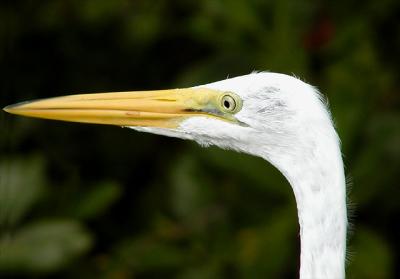 Great Egret