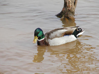 Look at the drop of water on my beak. Neat trick, huh?