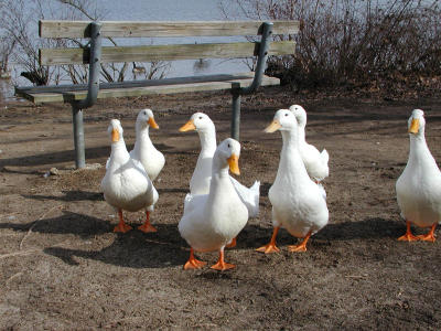 Quack... quack... quack...