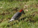 Red-bellied Woodpecker (Centurus Carolinus)