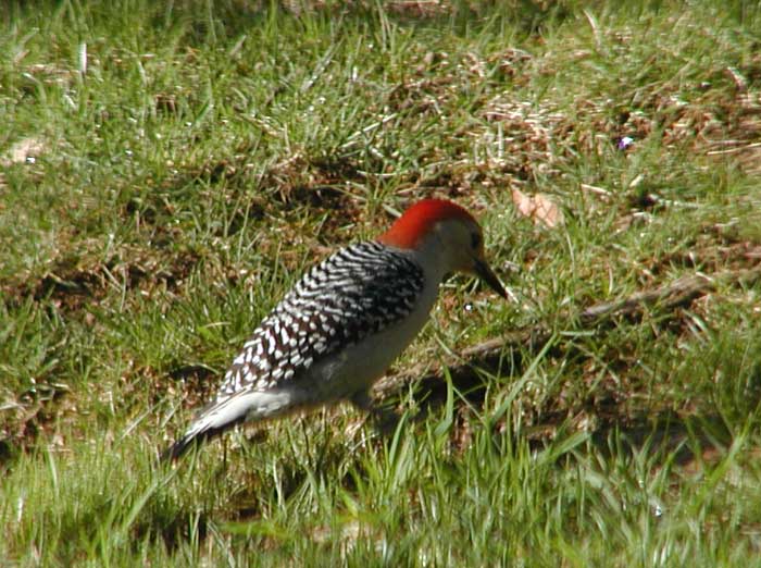 Red-bellied Woodpecker (Centurus Carolinus)