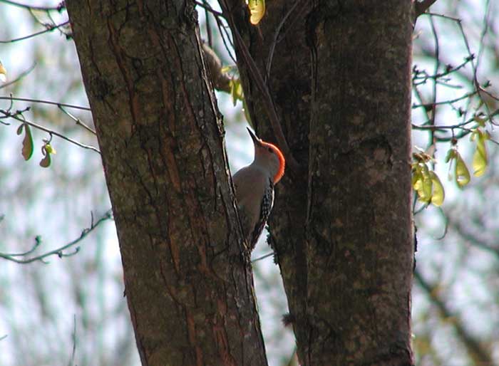 Red-bellied Woodpecker