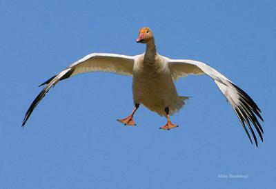 Aerial Gymnasics - Greater Snow Goose