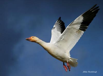 Turbulant Skies - Greater Snow Goose